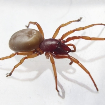 Dysdera crocata (Slater-eating Spider) at Chisholm, ACT - 9 Oct 2022 by RomanSoroka