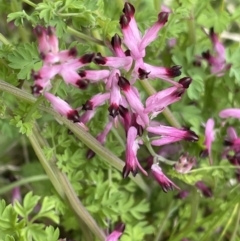 Fumaria muralis subsp. muralis (Wall Fumitory) at Stromlo, ACT - 9 Oct 2022 by CathyKatie