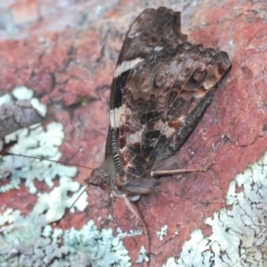 Vanessa itea (Yellow Admiral) at Cook, ACT - 9 Oct 2022 by Harrisi