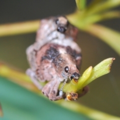 Gonipterus sp. (genus) at Coree, ACT - 9 Oct 2022