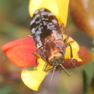 Diphucrania acuducta at Cook, ACT - 9 Oct 2022 12:00 PM