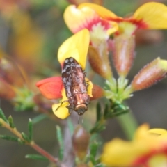 Diphucrania acuducta at Cook, ACT - 9 Oct 2022 12:00 PM