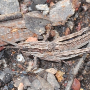 Coryphistes ruricola at Cook, ACT - 9 Oct 2022 11:24 AM