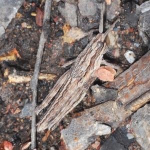 Coryphistes ruricola at Cook, ACT - 9 Oct 2022 11:24 AM