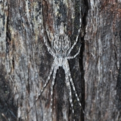 Tamopsis fickerti (Two-tailed spider) at Aranda Bushland - 9 Oct 2022 by Harrisi