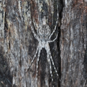 Tamopsis fickerti at Cook, ACT - 9 Oct 2022