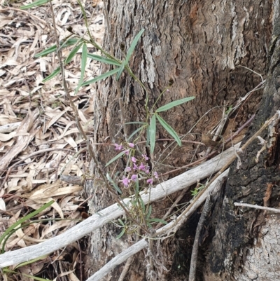 Glycine clandestina (Twining Glycine) at Stromlo, ACT - 9 Oct 2022 by HughCo