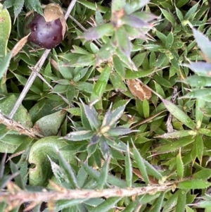 Astroloma humifusum at Kowen, ACT - 9 Oct 2022