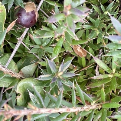 Styphelia humifusum (Cranberry Heath) at Kowen Escarpment - 9 Oct 2022 by JaneR