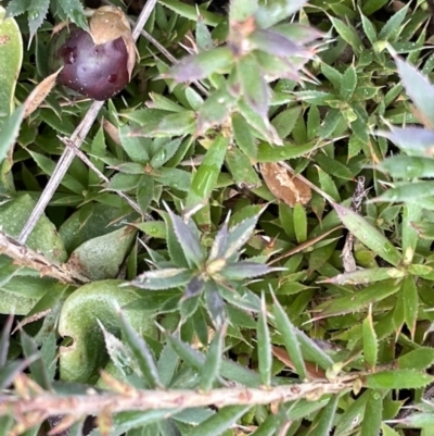 Astroloma humifusum (Cranberry Heath) at Kowen Escarpment - 9 Oct 2022 by JaneR