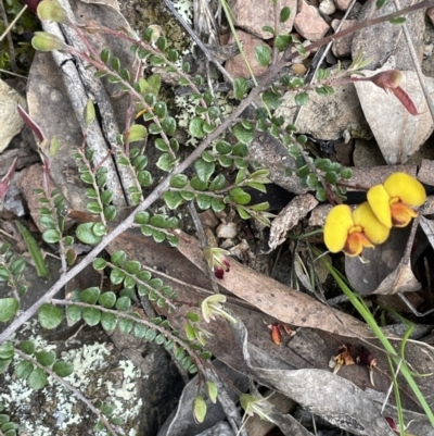 Bossiaea buxifolia (Matted Bossiaea) at Kowen Escarpment - 9 Oct 2022 by JaneR