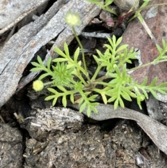 Cotula australis (Common Cotula, Carrot Weed) at Kowen, ACT - 9 Oct 2022 by JaneR