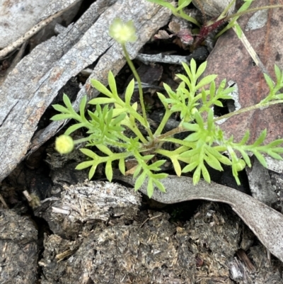 Cotula australis (Common Cotula, Carrot Weed) at Kowen Escarpment - 9 Oct 2022 by JaneR