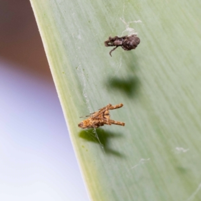 Philoponella congregabilis (Social house spider) at Jerrabomberra, NSW - 9 Oct 2022 by MarkT