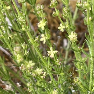 Galium gaudichaudii (Rough Bedstraw) at Kowen Escarpment - 9 Oct 2022 by JaneR