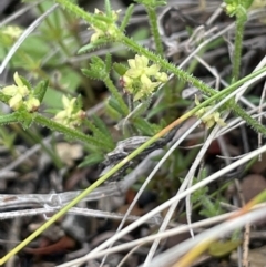 Galium gaudichaudii at Kowen, ACT - 9 Oct 2022