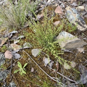 Galium gaudichaudii at Kowen, ACT - 9 Oct 2022