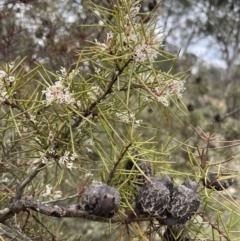 Hakea decurrens subsp. decurrens (Bushy Needlewood) at Kowen Escarpment - 9 Oct 2022 by JaneR