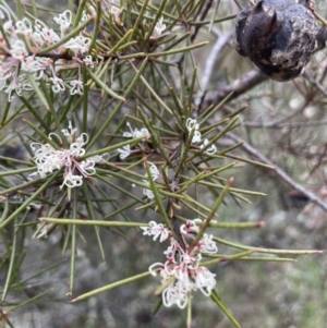 Hakea decurrens subsp. decurrens at Kowen, ACT - 9 Oct 2022