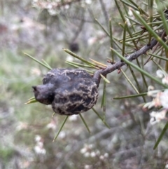 Hakea decurrens subsp. decurrens at Kowen, ACT - 9 Oct 2022