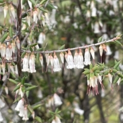 Styphelia fletcheri subsp. brevisepala (Twin Flower Beard-Heath) at Kowen, ACT - 9 Oct 2022 by JaneR