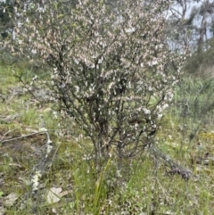 Styphelia fletcheri subsp. brevisepala at Kowen, ACT - 9 Oct 2022