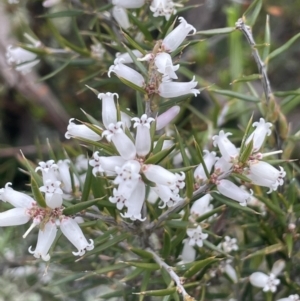 Lissanthe strigosa subsp. subulata at Kowen, ACT - 9 Oct 2022