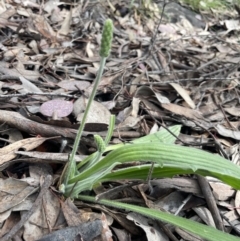 Plantago varia (Native Plaintain) at Kowen, ACT - 9 Oct 2022 by JaneR