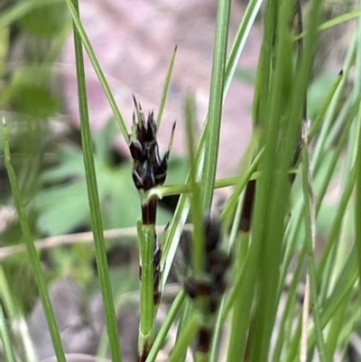 Schoenus apogon (Common Bog Sedge) at Kowen, ACT - 9 Oct 2022 by JaneR