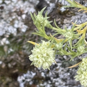 Scleranthus diander at Kowen, ACT - 9 Oct 2022