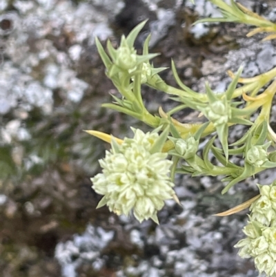 Scleranthus diander (Many-flowered Knawel) at Kowen Escarpment - 9 Oct 2022 by JaneR