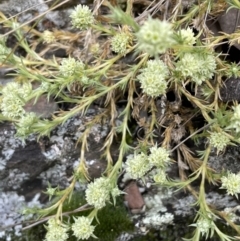 Scleranthus diander at Kowen, ACT - 9 Oct 2022