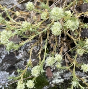 Scleranthus diander at Kowen, ACT - 9 Oct 2022