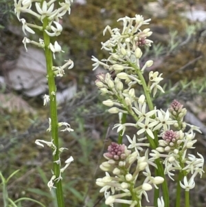 Stackhousia monogyna at Kowen, ACT - 9 Oct 2022 04:13 PM