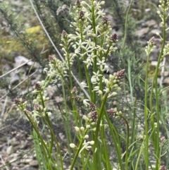 Stackhousia monogyna at Kowen, ACT - 9 Oct 2022 04:13 PM