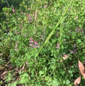 Fumaria muralis subsp. muralis at Yarralumla, ACT - 8 Oct 2021 04:14 PM