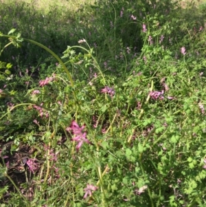 Fumaria muralis subsp. muralis at Yarralumla, ACT - 8 Oct 2021 04:14 PM