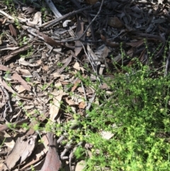 Galium gaudichaudii (Rough Bedstraw) at Yarralumla, ACT - 8 Oct 2021 by grakymhirth@tpg.com