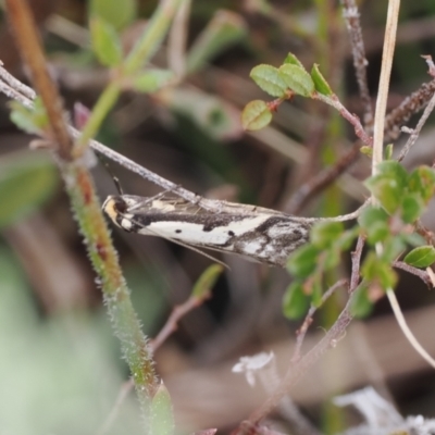 Philobota lysizona (A concealer moth) at Booth, ACT - 3 Oct 2022 by RAllen