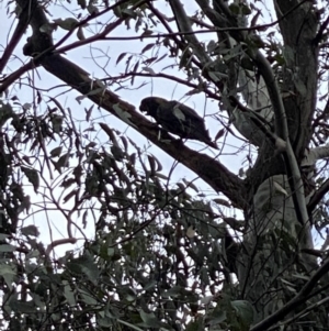 Zanda funerea at Cotter River, ACT - 8 Oct 2022 11:06 AM