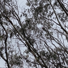 Callocephalon fimbriatum at Cotter River, ACT - suppressed