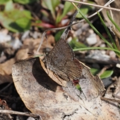 Paralucia spinifera (Bathurst or Purple Copper Butterfly) at Booth, ACT - 4 Oct 2022 by RAllen