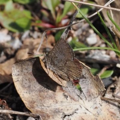 Paralucia spinifera (Bathurst or Purple Copper Butterfly) at Booth, ACT - 4 Oct 2022 by RAllen