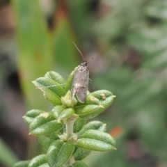 Leistomorpha brontoscopa (A concealer moth) at Booth, ACT - 4 Oct 2022 by RAllen