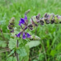 Salvia verbenaca var. verbenaca (Wild Sage) at O'Malley, ACT - 10 Oct 2022 by Mike