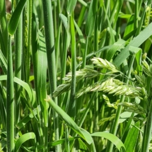 Holcus lanatus at O'Malley, ACT - 10 Oct 2022