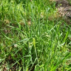 Holcus lanatus at O'Malley, ACT - 10 Oct 2022 11:10 AM