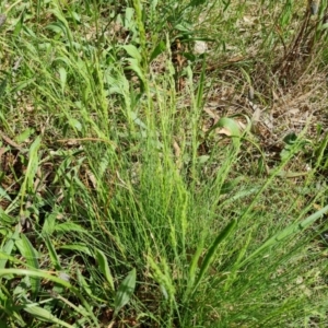 Poa sp. at O'Malley, ACT - 10 Oct 2022