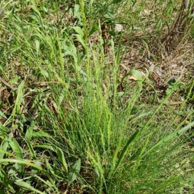 Poa sp. (A Snow Grass) at O'Malley, ACT - 10 Oct 2022 by Mike