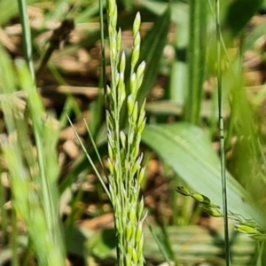 Poa sp. at O'Malley, ACT - 10 Oct 2022